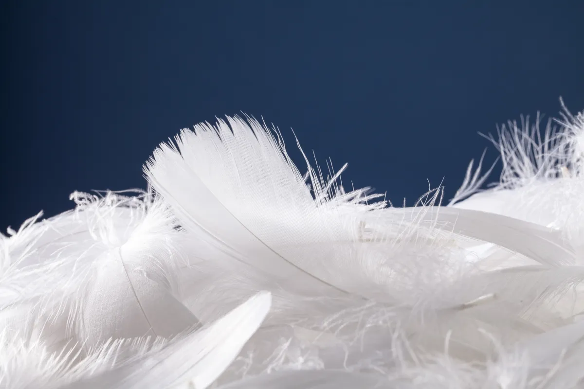 Márton-napi hiedelmek: hófehér libatoll kék háttérrel