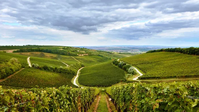 Villányi borvidék, ahol a bor nemcsak ital, hanem életérzés