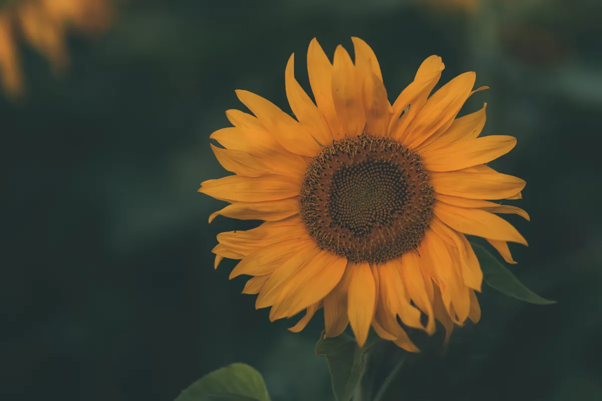 Napraforgó virág a személyiségtesztben