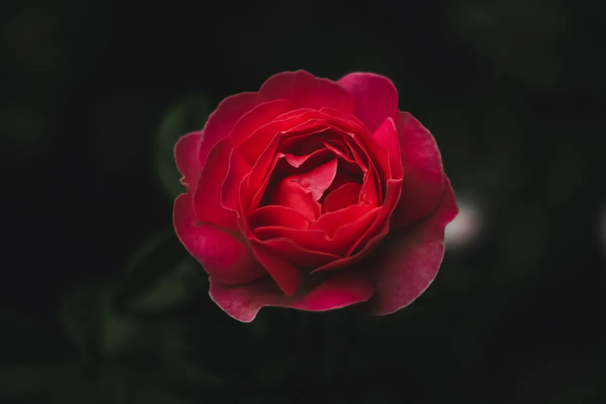 Piros rózsa virág személyiségteszt