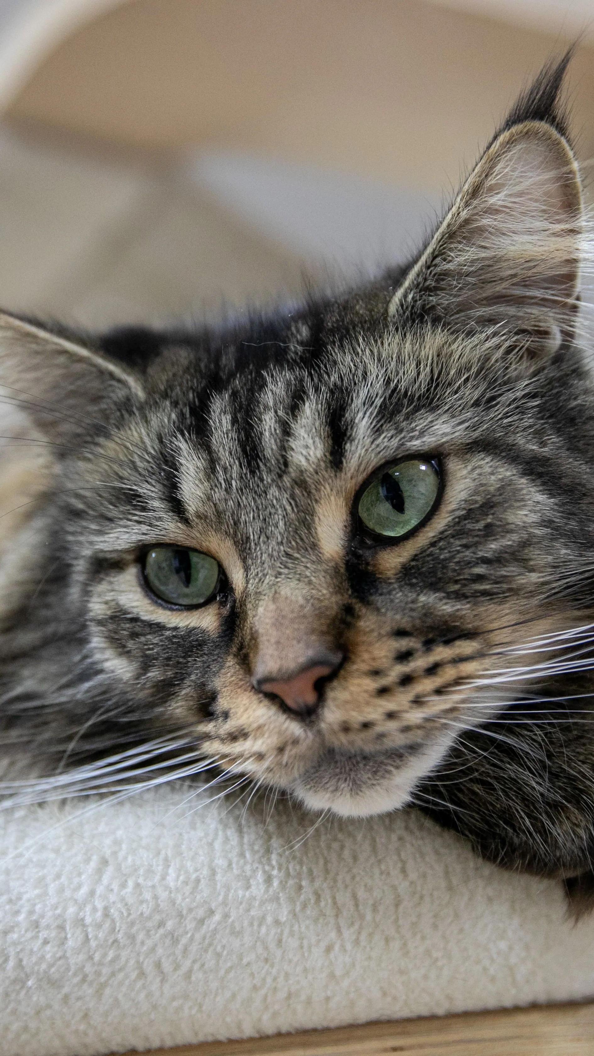 Piromániás macska okozhatott lakástüzet egy pécsi panelben!