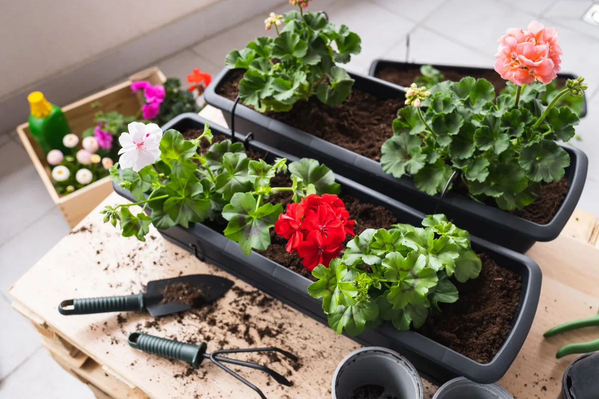 Muskátli átültetése teleltetés után