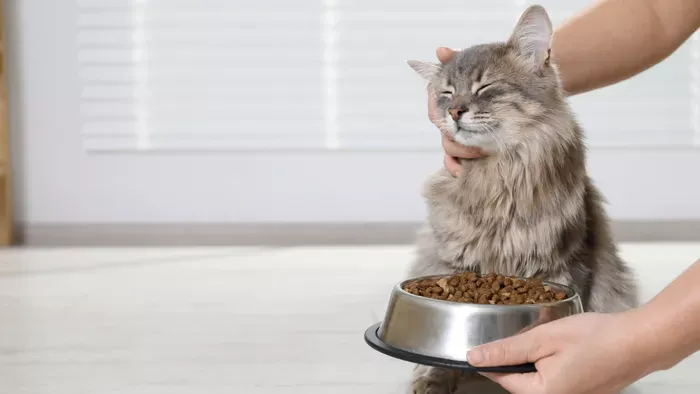 Ezeket az ételeket sose add a macskádnak, mert belehalhat