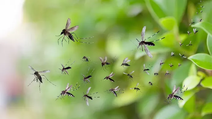 A szúnyogok tényleg jobban szeretik a sörivókat? Kiderült