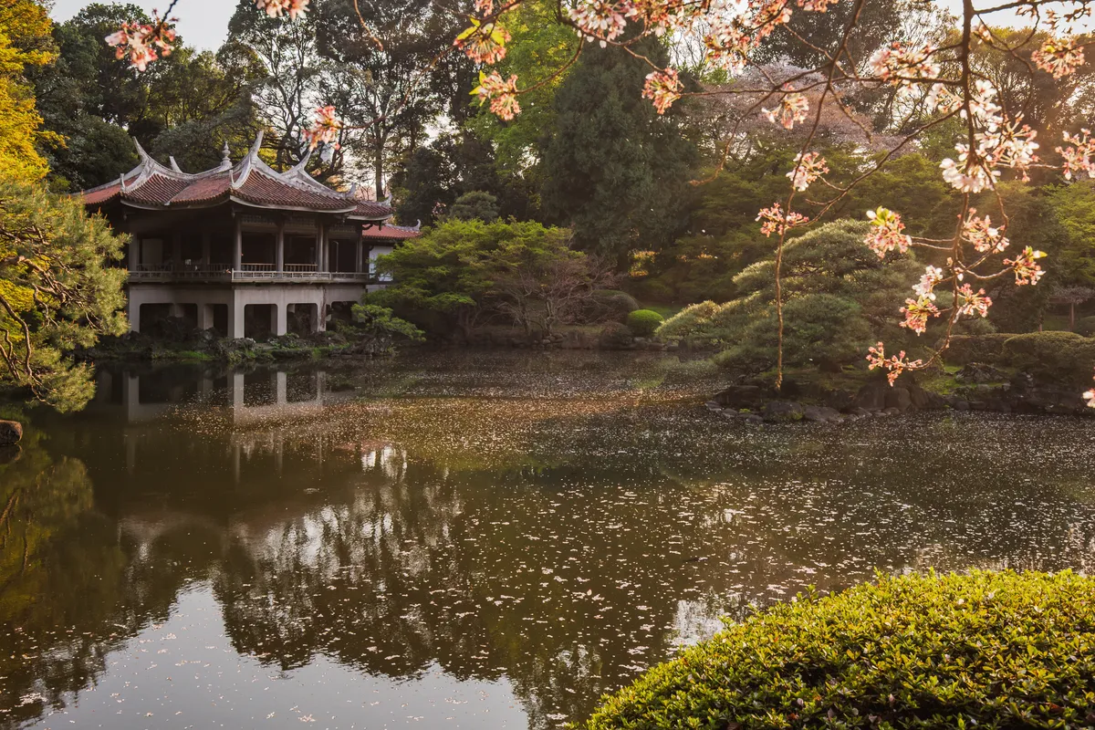A japánkertek, a pavilonok, tavak, cseresznyefák szépsége nyugalmat sugároznak.