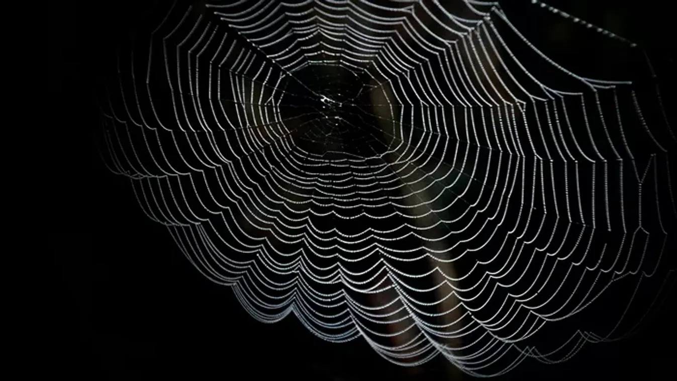 Igazi rémálom: 2000 pókkal élt együtt egy család öt éven át