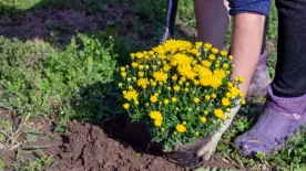 Így ültessük el a krizantémot