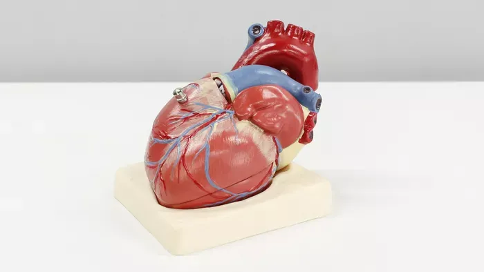 Óriási felfedezést tettek az emberi szívvel kapcsolatban