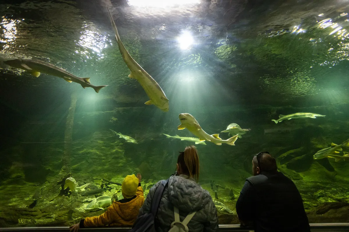Látogatók a Tisza-tavi Ökocentrumban