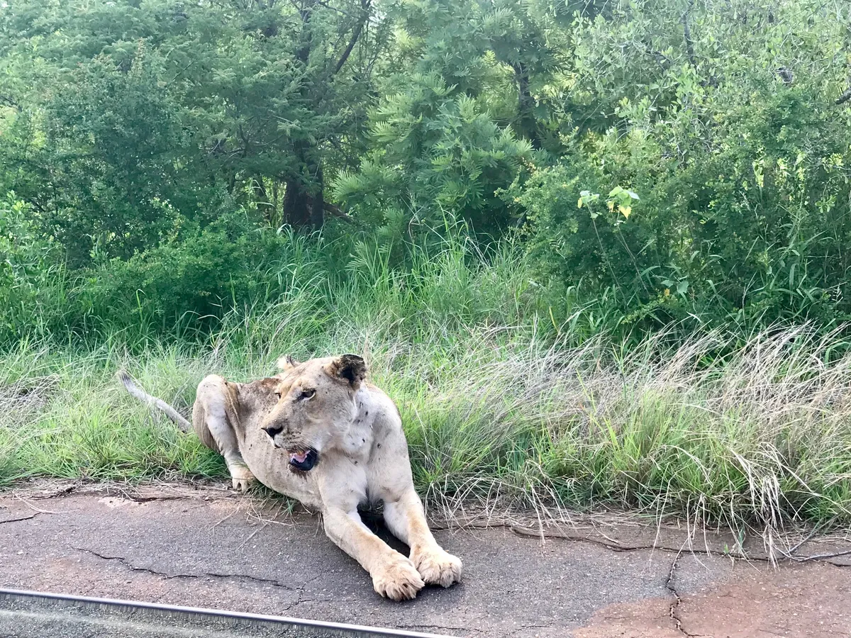 Oroszlán az afrikai Krüger Nemzeti Parkban
