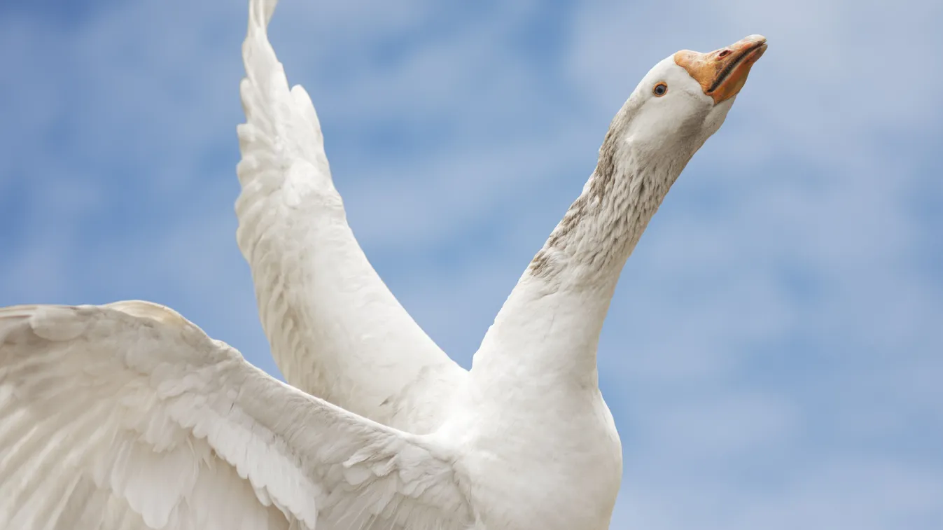 Márton-napi hiedelmek a régmúltból: a védelmező libatoll