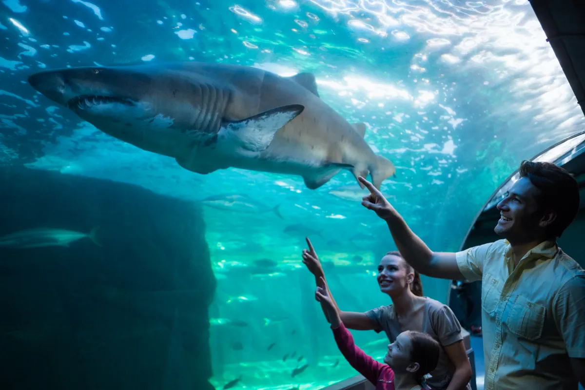 Téli program gyerekekkel egy cápákat tartó akváriumban