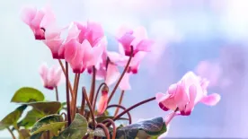 Ciklámen teleltetése: ha így csinálod, még több virággal ajándékoz majd meg