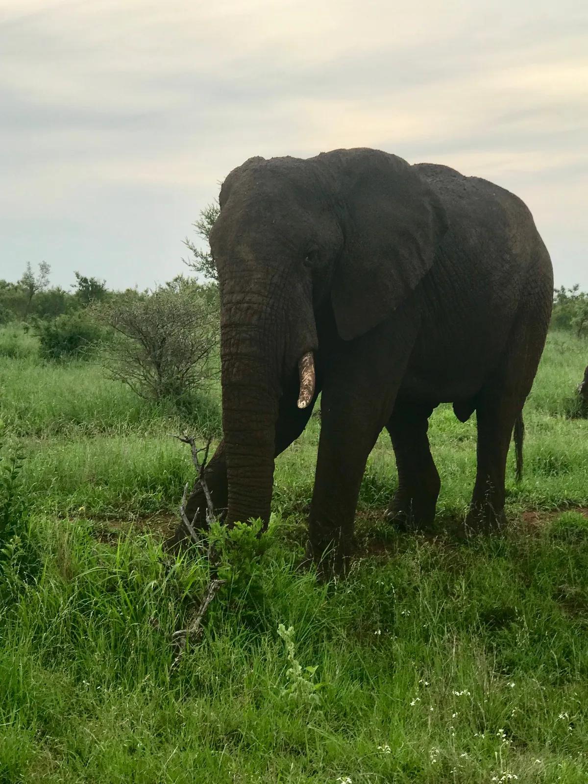 Elefánt a dél-afrikai Krüger Nemzeti Parkban