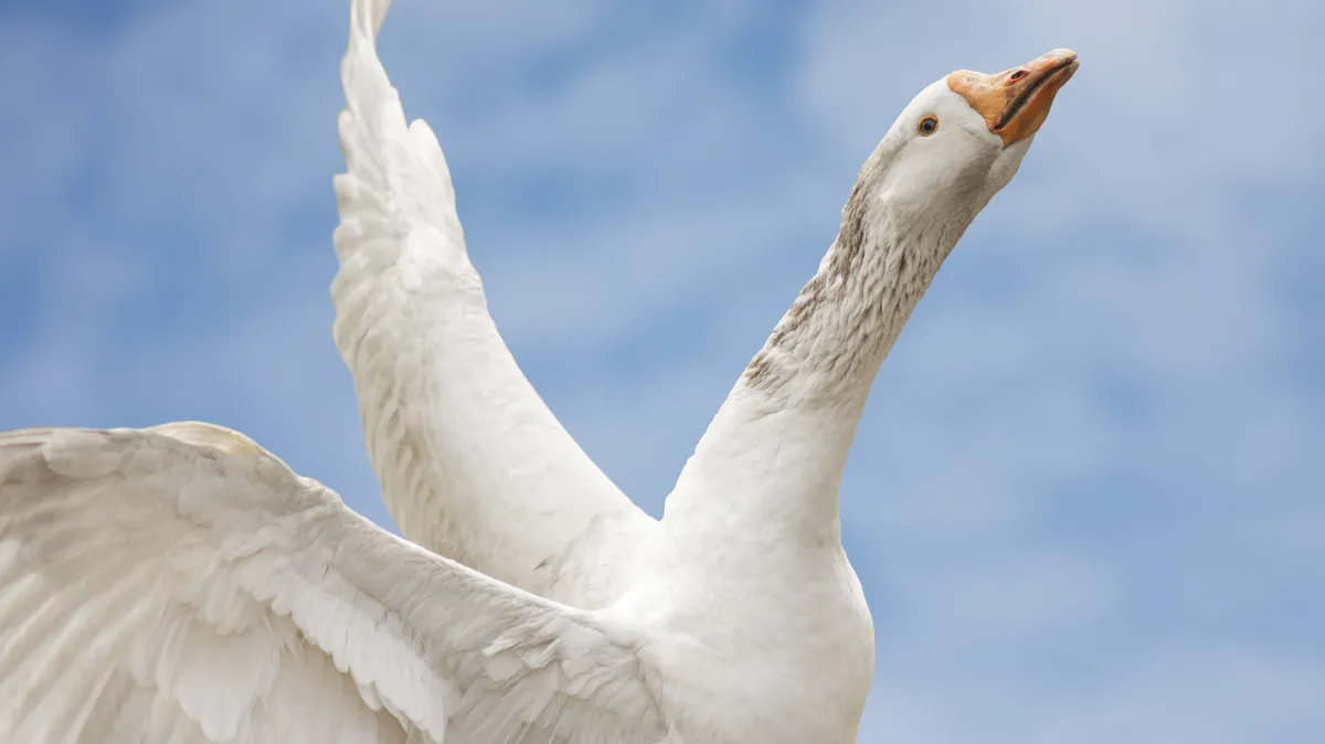 Márton-napi hiedelmek a régmúltból: a védelmező libatoll