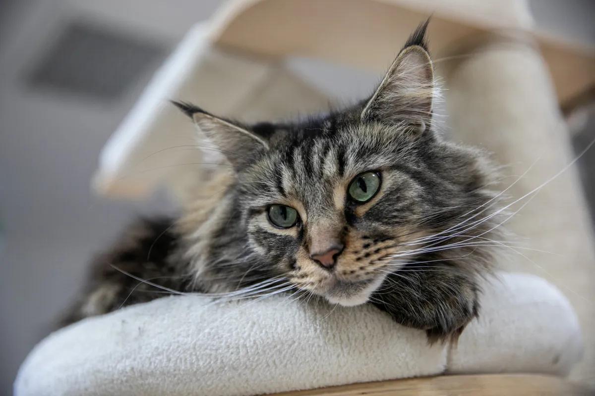 Cica a Macskávézóban, Debrecenben