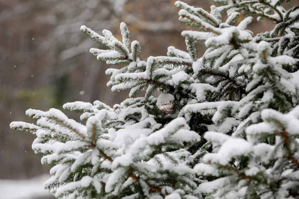 20251121 Havazott a Kőszegi hegységben, Kőszeg, Velem, Cseh Gábor, VN, Vas Népe