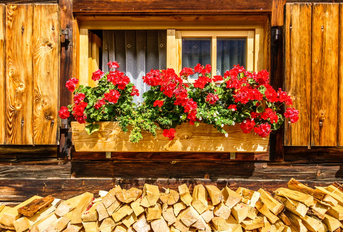 Muskátli teleltetése helyesen