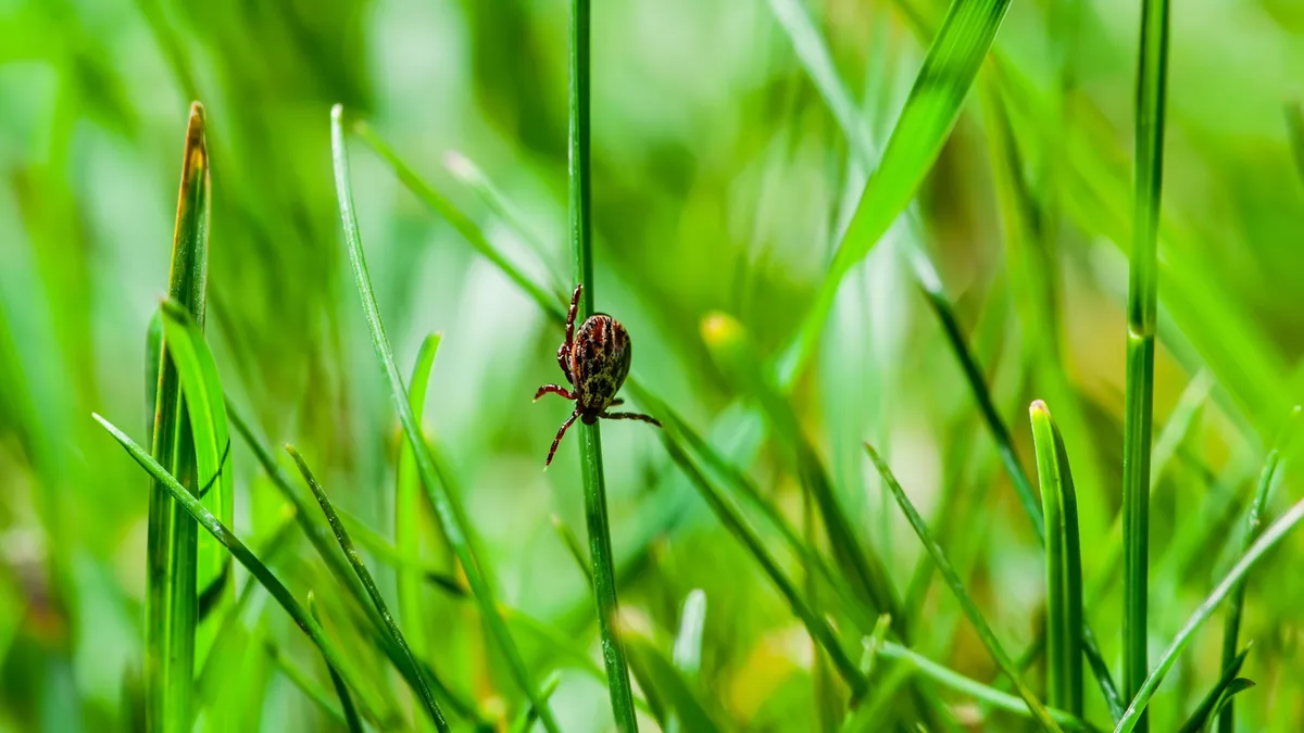Kullancscsípés okozta allergia ölte meg a pilótát