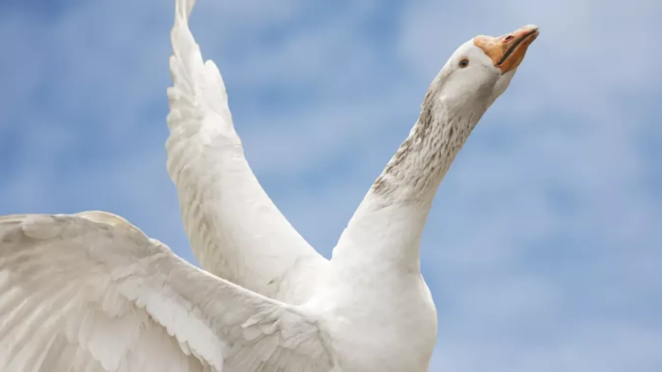 Márton-napi hiedelmek a régmúltból: a védelmező libatoll