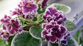 Fokföldi ibolya gondozása: apró trükkök, hogy télen is virágba boruljon