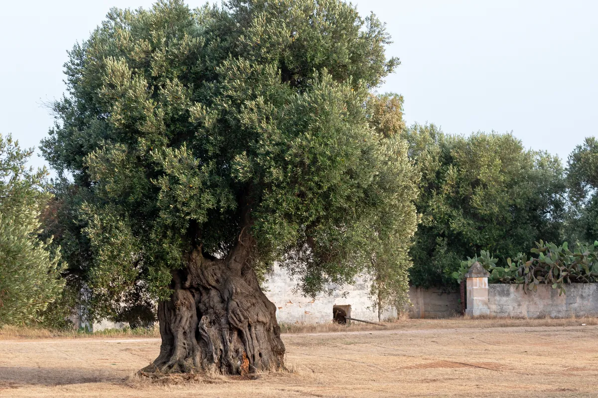 öreg olajfa Olaszországban
