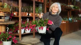 Karácsonyi kaktusz gondozása: így lesz tele virágokkal