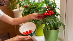 Paradicsom termesztése lakásban – így érhetsz el bő termést
