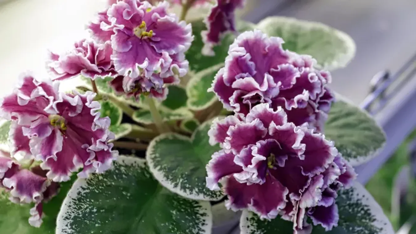 Fokföldi ibolya gondozása: apró trükkök, hogy télen is virágba boruljon