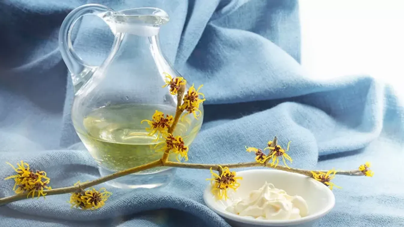 Csodát tesz a bőrrel a látványos növény, a varázslatos boszorkánymogyoró kivonata