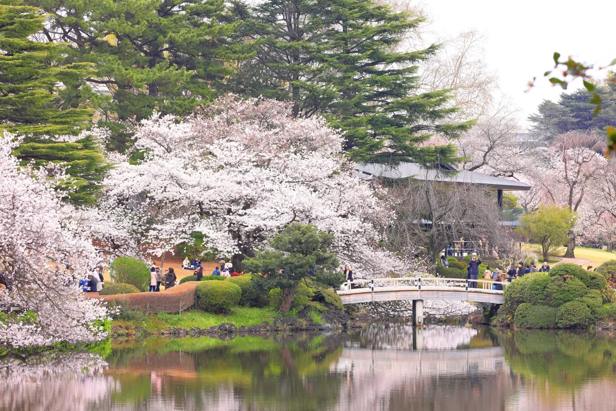 A Shinjuku Gyoen japánkert cseresznyefavirágzás idején izgalmas úti cél.