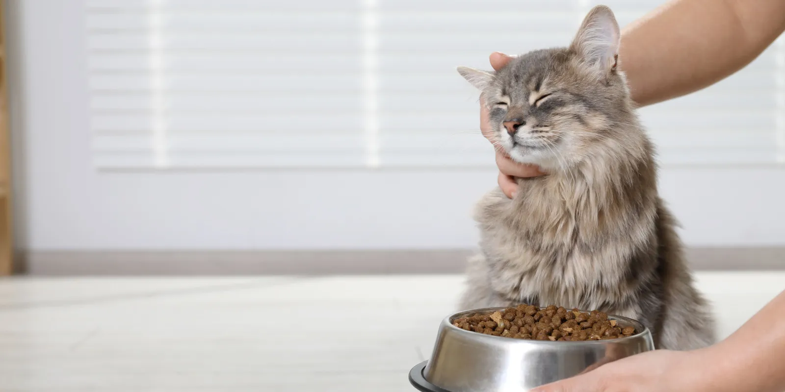 Ezeket az ételeket sose add a macskádnak, mert belehalhat