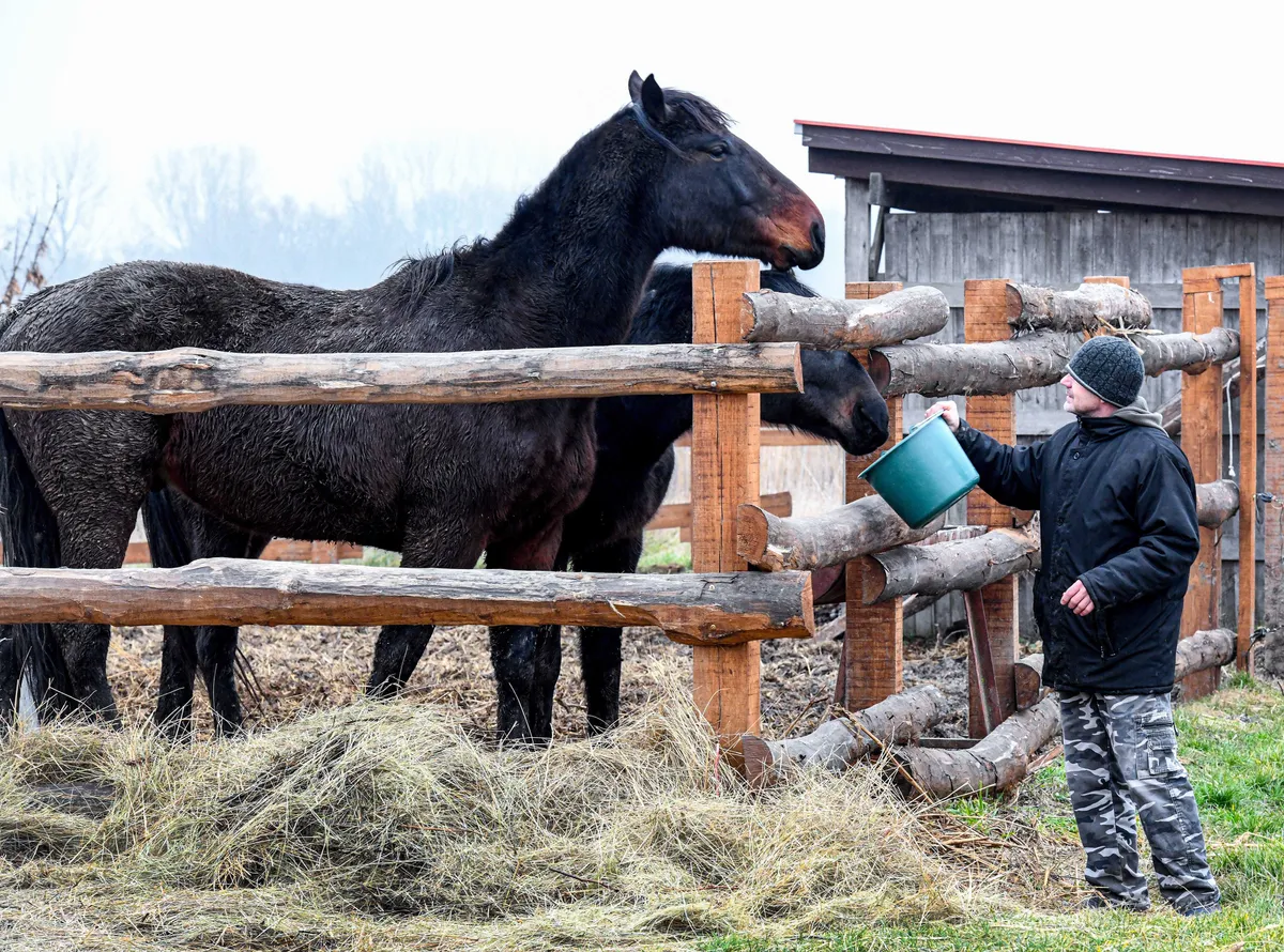 A Hortobágyi Pusztai Vadasparkban lovat etet egy férfi