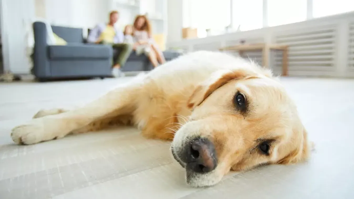 Kutyatartók, figyelem: egy szimuláció most leleplezi, hogyan látnak minket a kedvenceink