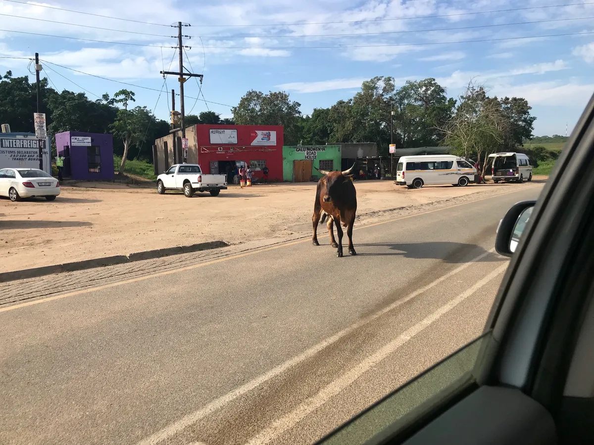 Ez is Afrikaahol szarvasmarha álldogál a határon