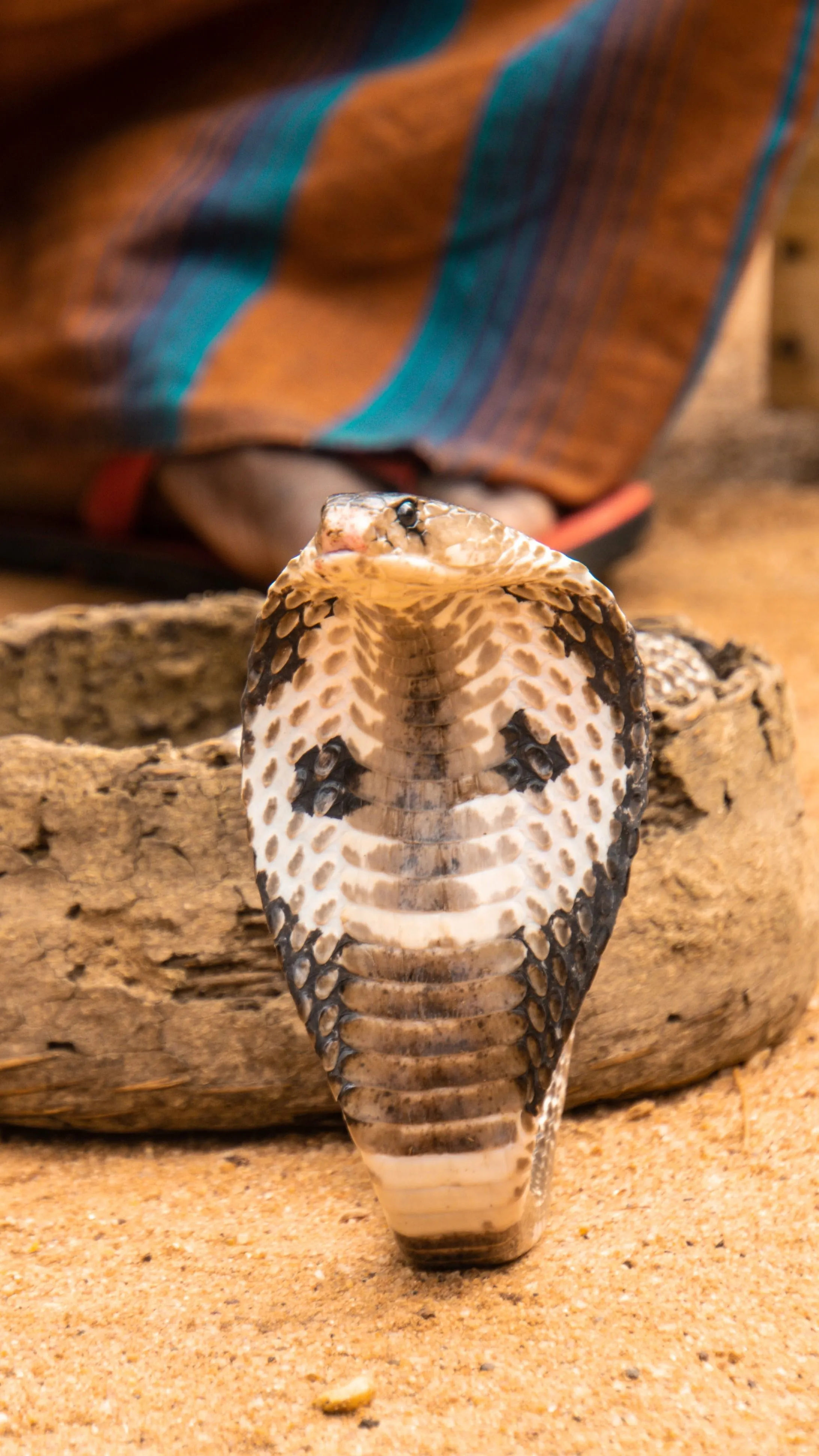 Ezt nézd! Egy királykobra füles sapkában!