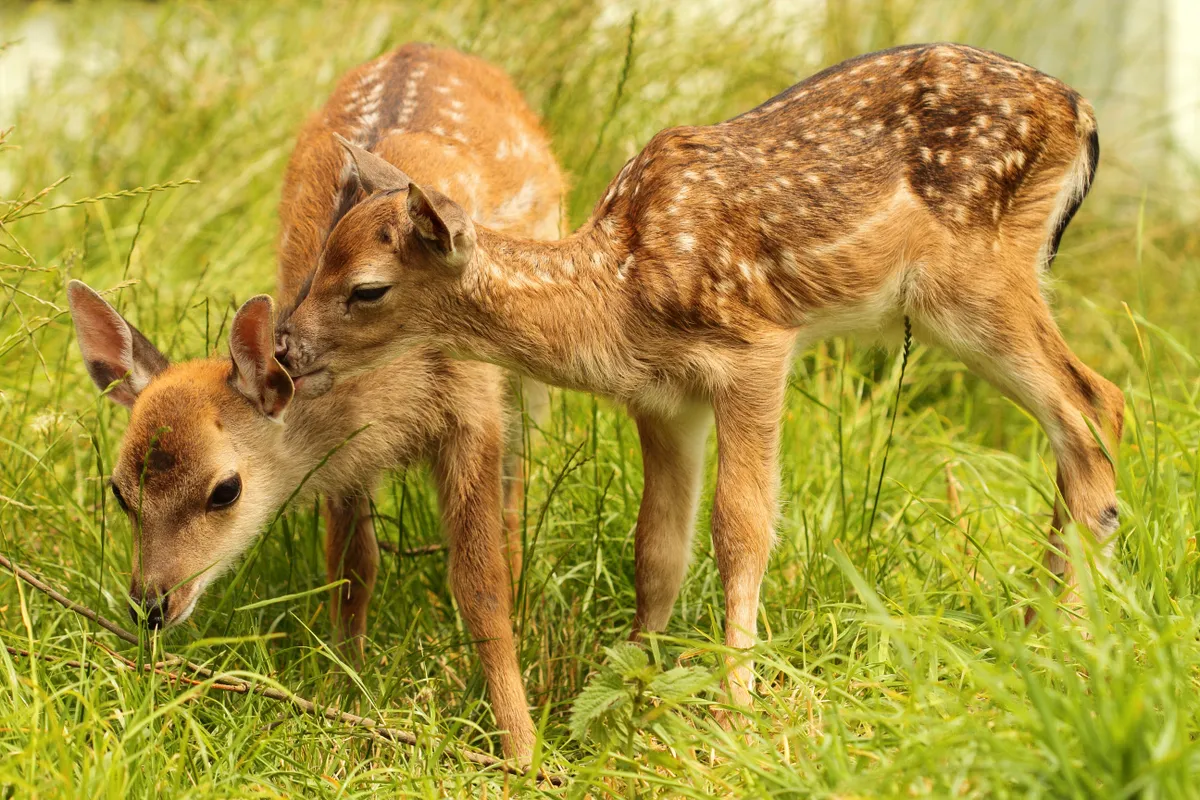 Retró kvíz kép két aprócska őzikéről