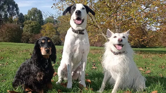 Kutyaadó: kiakadt az Állatvédelmi DPK alapítója