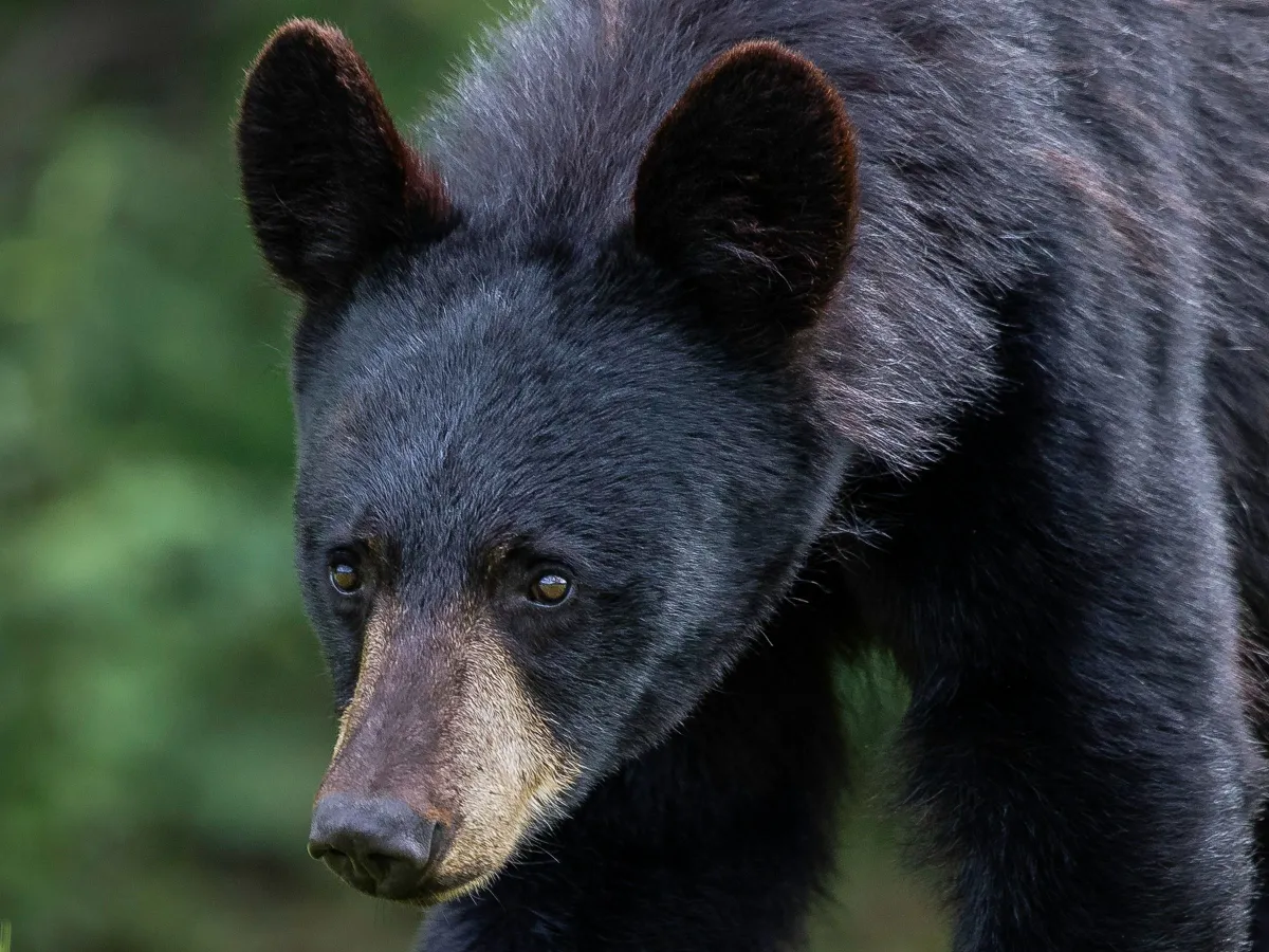 A medvetámadást szerencsésen megúszta a kisfiú.