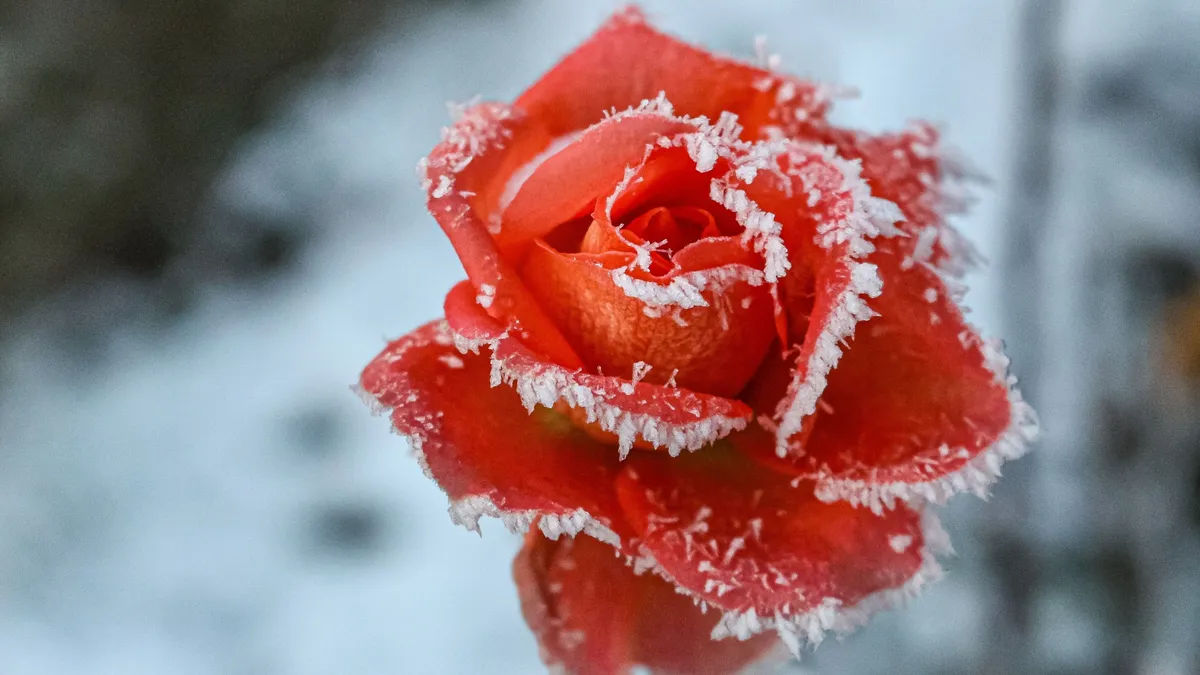 Rózsa teleltetése - Így nem fagy el a rózsa a kertünkben