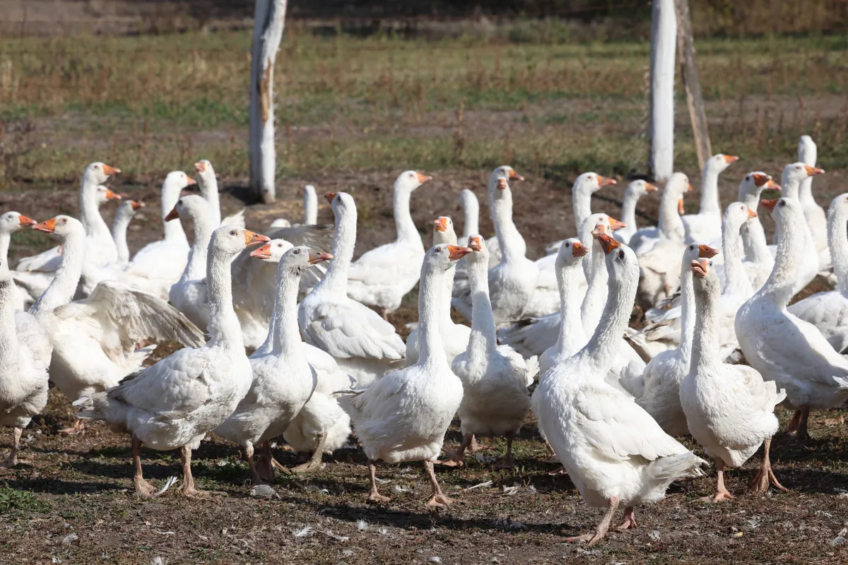 Libák a tahonyi Libás tanya udvarán