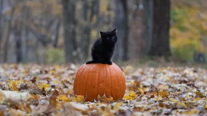 Szerencse vagy balsors hírnöke? Ezt jelenti a fekete macska