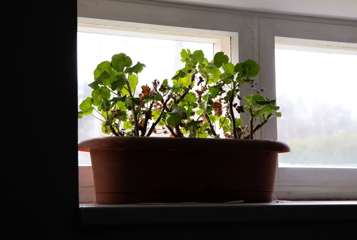 Muskátli teleltetése világos helyen