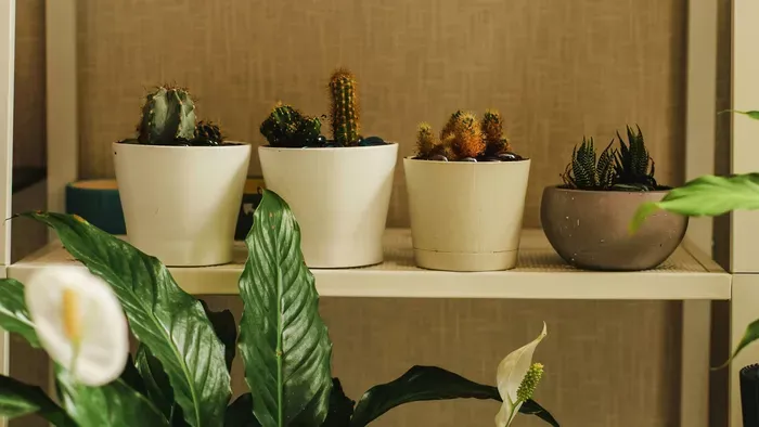 7 növény, amely felveszi a harcot a penésszel