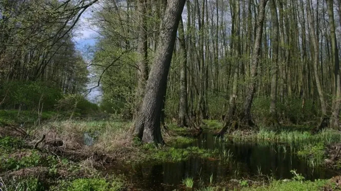 A magyar Maugli legendája: Hany Istók valóban élt, története pedig misztikusabb, mint gondolnád