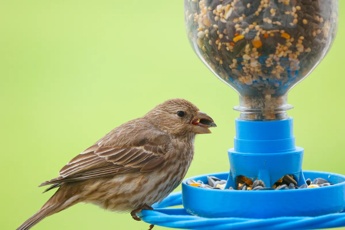 veréb a téli madáretetőnél