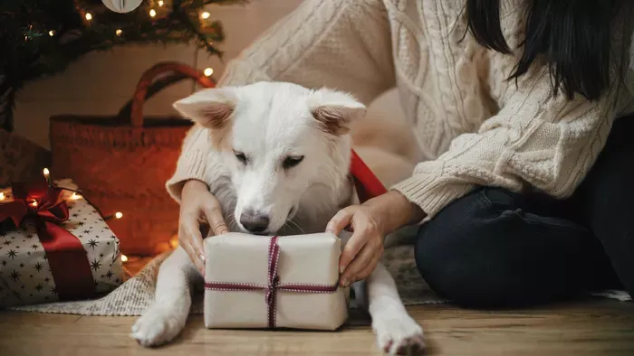 5 szuper karácsonyi ajándékötlet kutyásoknak