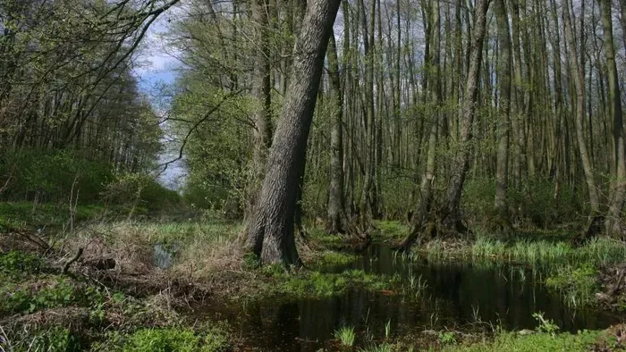 A magyar Maugli, Hany Istók legendája