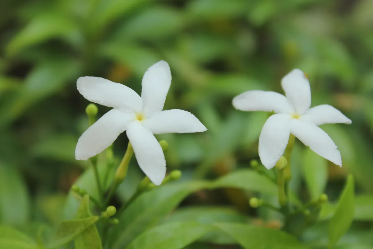 Jázmin virág személyiségteszt