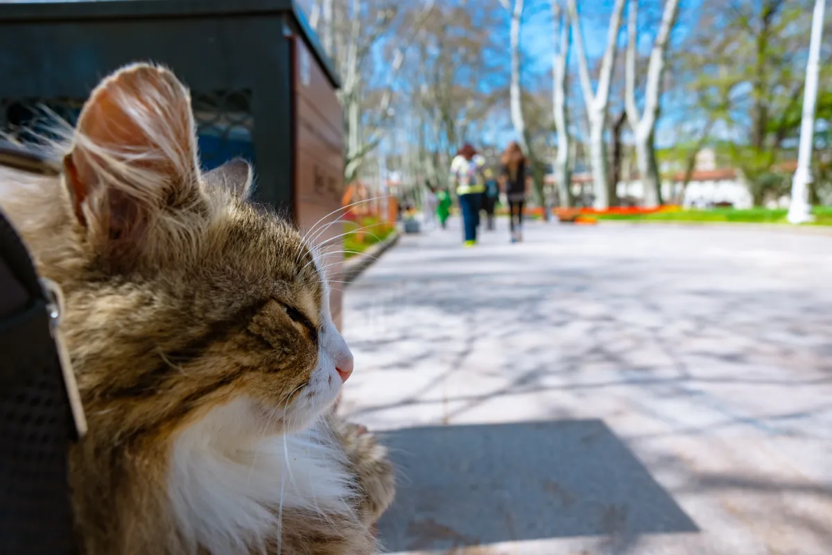 Isztambul macskái a parkokban is ott vannak.